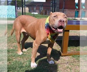 American Staffordshire Terrier-Unknown Mix Dogs for adoption in San Antonio, TX, USA