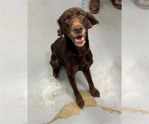 Labrador Retriever Dogs for adoption in Peoria, IL, USA