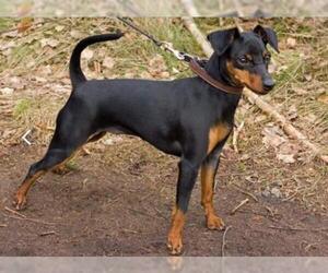 Miniature Pinscher Dogs for adoption in Westmont, IL, USA