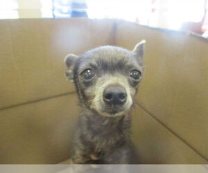 Chihuahua Dogs for adoption in Ocala, FL, USA