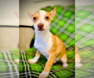 Chihuahua-Unknown Mix Dogs for adoption in Pacolet, SC, USA