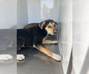 German Shepherd Dog Dogs for adoption in Stockton, CA, USA