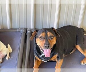 Beagle-Rottweiler Mix Dogs for adoption in Shreveport, LA, USA