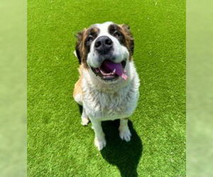 Saint Bernard Dogs for adoption in Salinas, CA, USA
