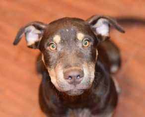 Medium Photo #1 Chesador Puppy For Sale in Dodson, MT, USA