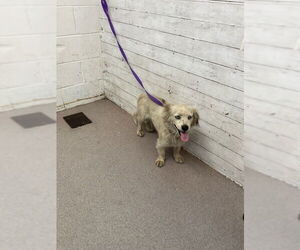 Mutt Dogs for adoption in San Bernardino, CA, USA