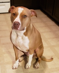 Small American Pit Bull Terrier