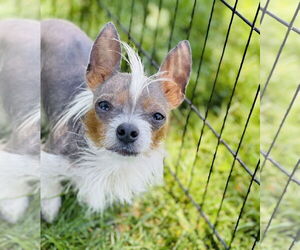 Mutt Dogs for adoption in Winter, WI, USA