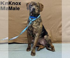 Black and Tan Coonhound-Labrador Retriever-Labrador Retriever Mix Dogs for adoption in Sterling, MA, USA