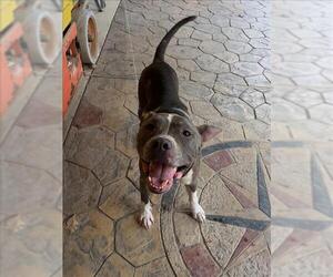 American Pit Bull Terrier Dogs for adoption in Conroe, TX, USA