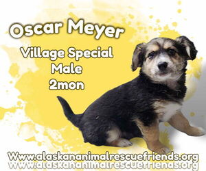 Border Collie-Pembroke Welsh Corgi Mix Dogs for adoption in Anchorage, AK, USA