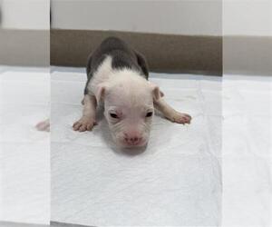 American Pit Bull Terrier-Catahoula Leopard Dog Mix Dogs for adoption in Baytown, TX, USA