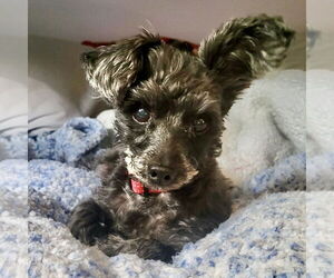 Poodle (Miniature)-Unknown Mix Dogs for adoption in Alexandria, KY, USA