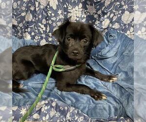 Chihuahua-Unknown Mix Dogs for adoption in Modesto, CA, USA