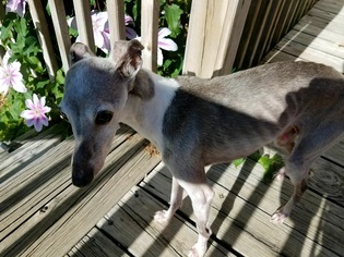 Medium Photo #1 Italian Greyhound Puppy For Sale in Lawrence, KS, USA
