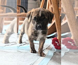 Bearded Collie-Unknown Mix Dogs for adoption in Des Moines, IA, USA