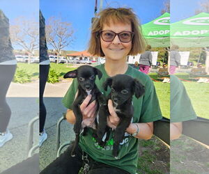 Chihuahua Dogs for adoption in Lake Elsinore, CA, USA