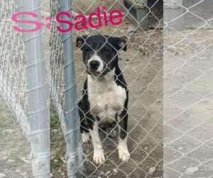 Mutt Dogs for adoption in Woodbury, NY, USA