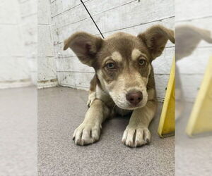 German Shepherd Dog-Siberian Husky Mix Dogs for adoption in San Bernardino, CA, USA