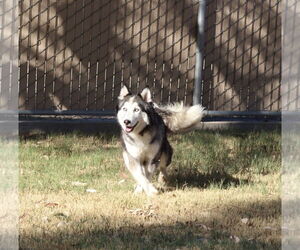 Medium Photo #2 Siberian Husky Puppy For Sale in El Centro, CA, USA
