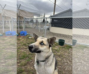 Huskies -Unknown Mix Dogs for adoption in Emmett, ID, USA