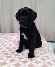 Medium Photo #1 Labrador Retriever-Unknown Mix Puppy For Sale in Fargo, ND, USA