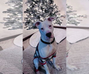 Staffordshire Bull Terrier-Unknown Mix Dogs for adoption in Princeton, MN, USA