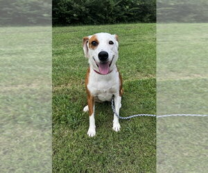 Mutt Dogs for adoption in Boston, MA, USA