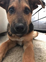 Medium Photo #1 German Shepherd Dog-Unknown Mix Puppy For Sale in Dallas, TX, USA