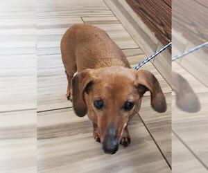 Dachshund Dogs for adoption in Portage, IN, USA