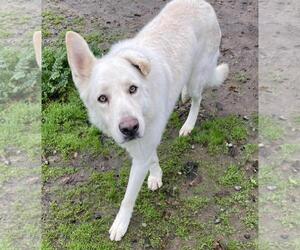 German Shepherd Dog Dogs for adoption in Incline Village, NV, USA
