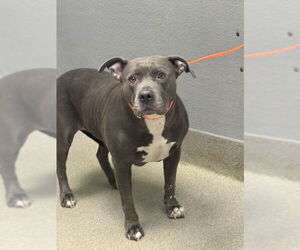 American Pit Bull Terrier-Unknown Mix Dogs for adoption in Las Vegas, NV, USA