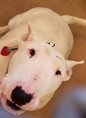 Bull Terrier Dogs for adoption in Canon City, CO, USA