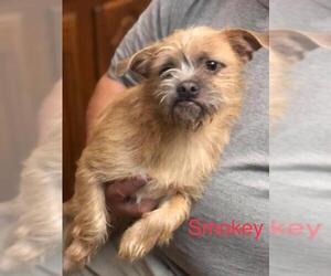 ShiChi Dogs for adoption in Newport, KY, USA