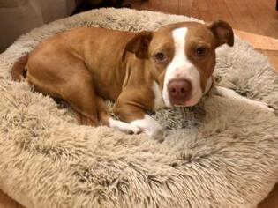 American Pit Bull Terrier Dogs for adoption in Saint Louis, MO, USA