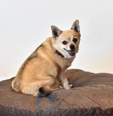 Chiranian Dogs for adoption in Oxford, MI, USA