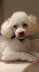 Poodle (Toy) Dogs for adoption in Columbus, IN, USA