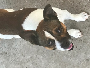 Boglen Terrier Dogs for adoption in Wylie, TX, USA