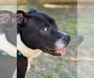 American Staffordshire Terrier Dogs for adoption in Lexington, SC, USA
