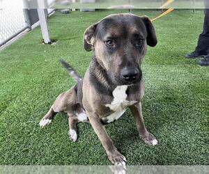 American Pit Bull Terrier-Unknown Mix Dogs for adoption in Corona, CA, USA