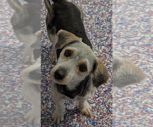 Mutt Dogs for adoption in Shelbyville, TN, USA