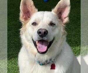 Golden Pyrenees Dogs for adoption in San Diego, CA, USA