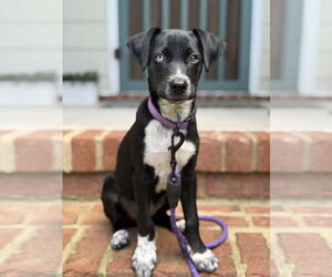 Chimation Dogs for adoption in Virginia Beach, VA, USA