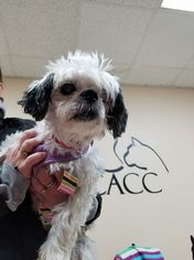 Shih Tzu Dogs for adoption in Lockport, IL, USA