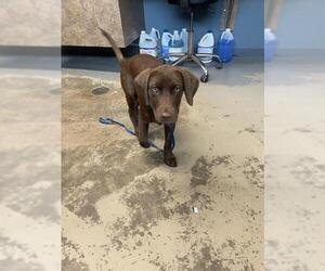 Labrador Retriever-Unknown Mix Dogs for adoption in Tallahassee, FL, USA