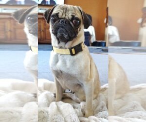 Pug Dogs for adoption in St. Louis Park, MN, USA