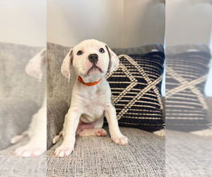 American Bulldog Dogs for adoption in Duluth, MN, USA