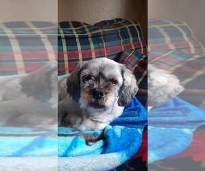 Lhasanese Dogs for adoption in Arlington, WA, USA