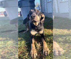 Black and Tan Coonhound-Unknown Mix Dogs for adoption in Rosenberg, TX, USA