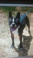 Boston Terrier Dogs for adoption in West Columbia, SC, USA